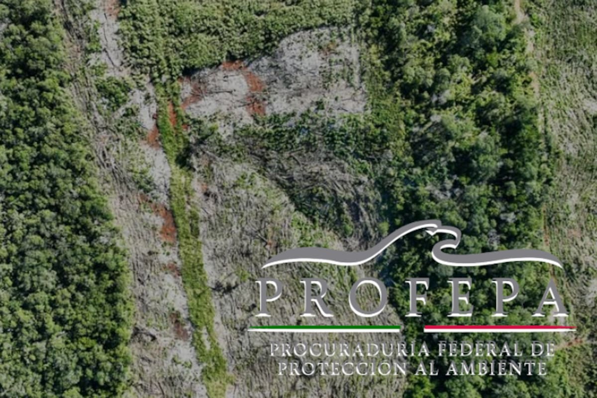 Profepa clausura dos predios en Campeche por devastación de selva: más de 59 hectáreas afectadas