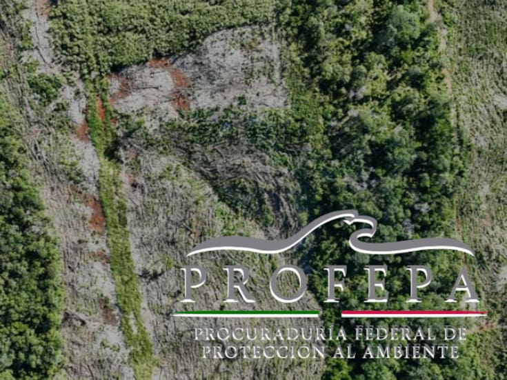 Profepa clausura dos predios en Campeche por devastación de selva: más de 59 hectáreas afectadas