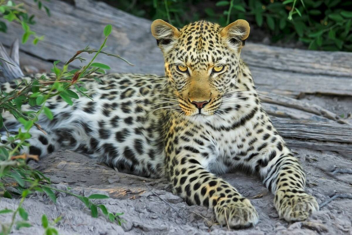 Captan a leopardo del Amur junto a sus crías