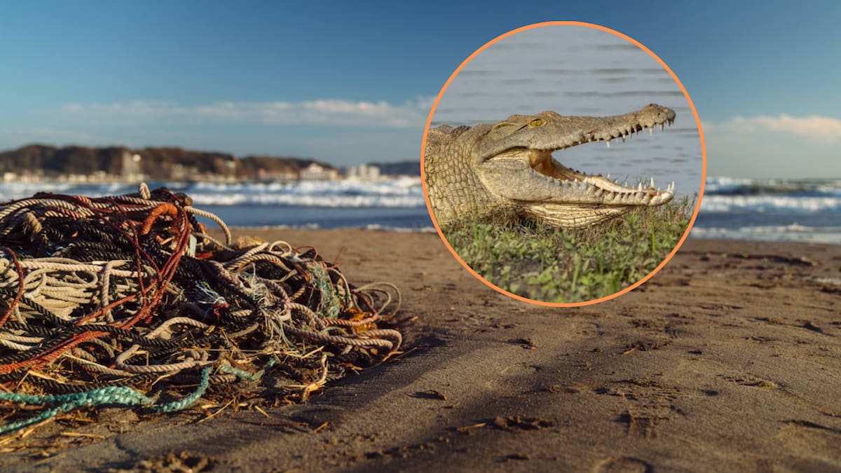 Un hombre perdió su único brazo funcional tras ser atacado por un cocodrilo, sobrevivió a la amputación y años después volvió al mar para luchar contra la contaminación de los océanos