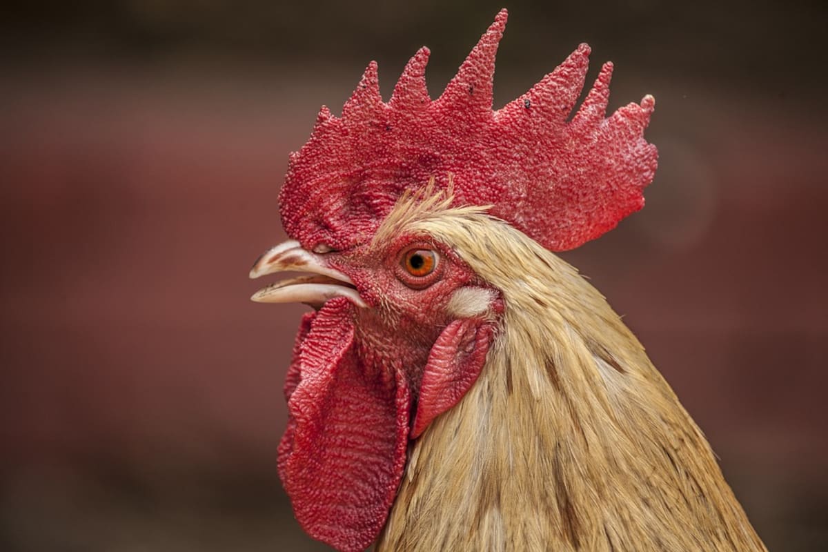 Tradición y deporte, así son las peleas a muerte entre gallos en Panamá