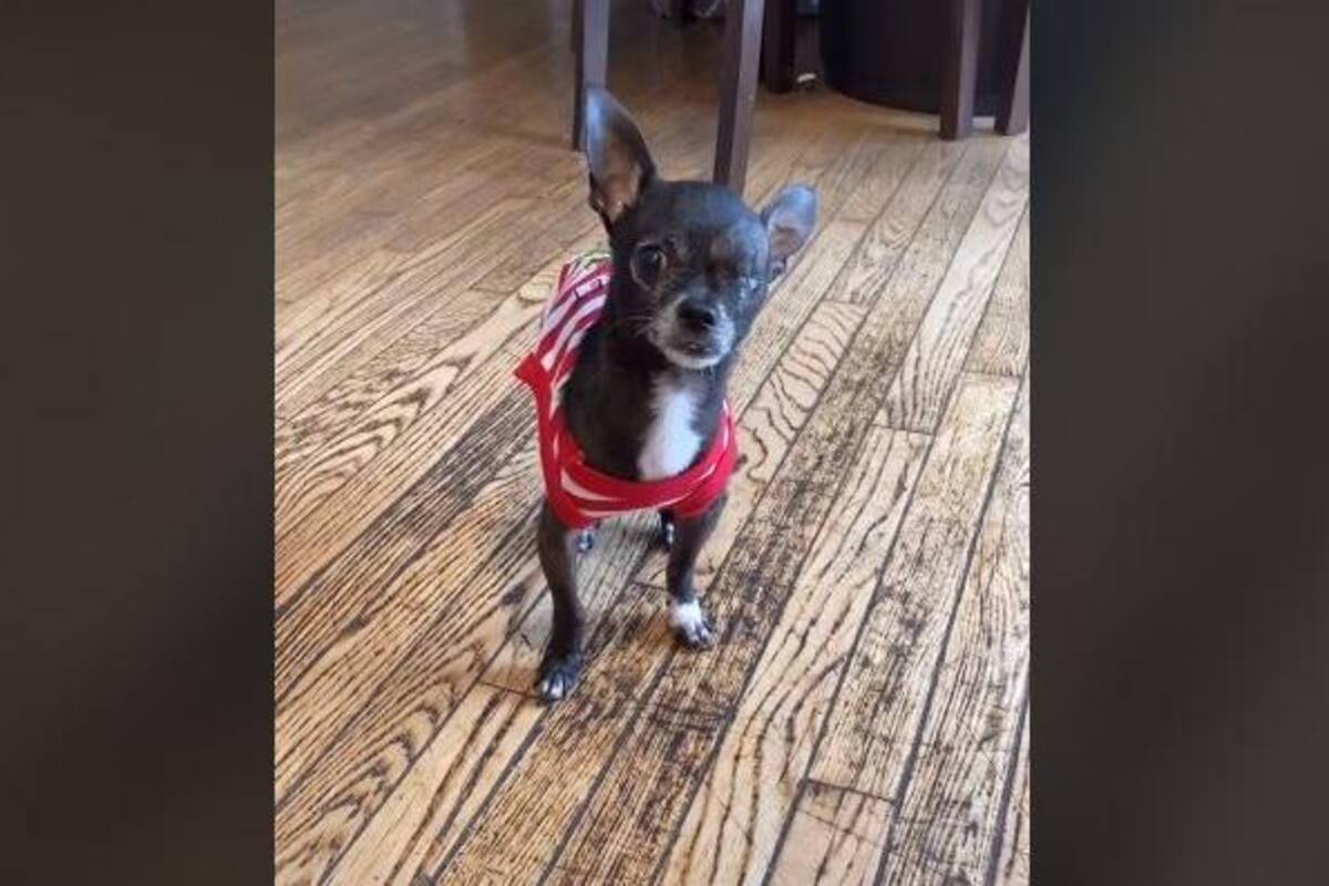 Perrito de raza Chihuahua, se viraliza en redes sociales por su manera de caminar