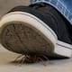 ¿Por qué no debes matar una araña? descubre cómo estos arácnidos contribuyen al control natural de plagas y por qué recomiendan no eliminarlos