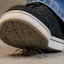 ¿Por qué no debes matar una araña? descubre cómo estos arácnidos contribuyen al control natural de plagas y por qué recomiendan no eliminarlos