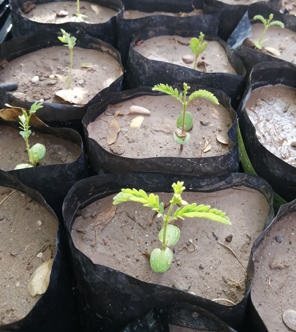 El vivero del CETMAR registra una producción aproximada de mil árboles, una capacidad que el proyecto busca ampliar con la participación de más escuelas.