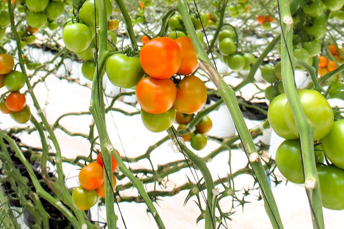 Predomina la siembra de cebolla y tomate en Ensenada