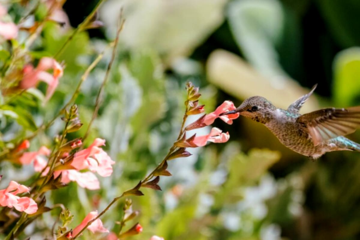 ¿Qué significa que un colibrí visite tu hogar?
