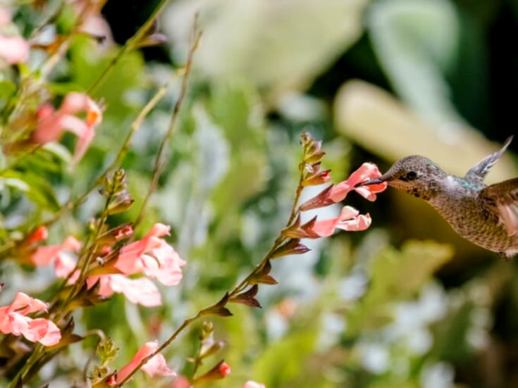Si un colibrí revolotea en tu casa, no es casualidad y significa varias cosas, según tradiciones ancestrales como el feng shui, pero más allá de la explicación espiritual, hay otra biológica