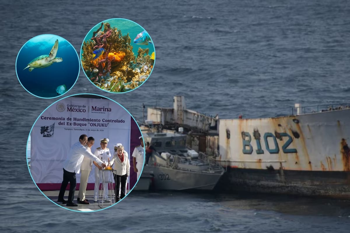 La Marina usó explosivos para sumergir el histórico buque Onjuku frente a Tamaulipas y transformarlo en un inmenso refugio de acero que ahora servirá como el corazón de un arrecife artificial diseñado para salvar la biodiversidad del Golfo y reactivar la pesca en la región