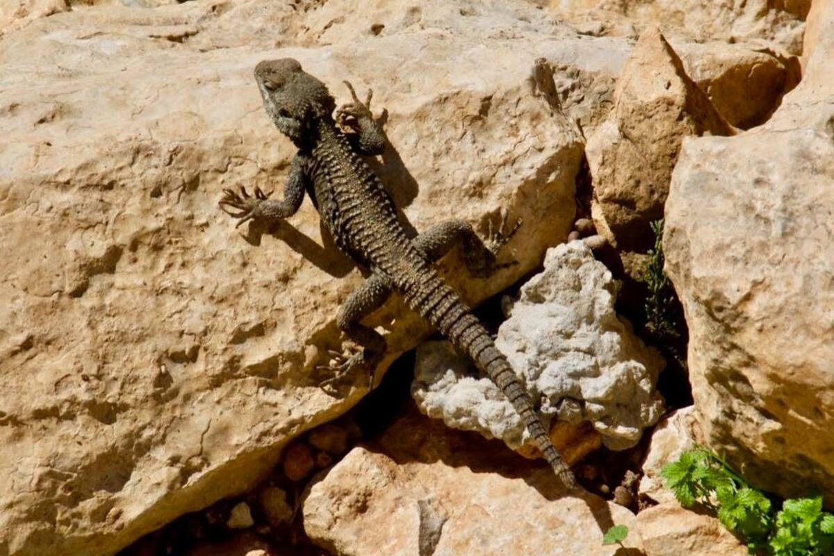 Graban extraño lagarto con extremidades humanas