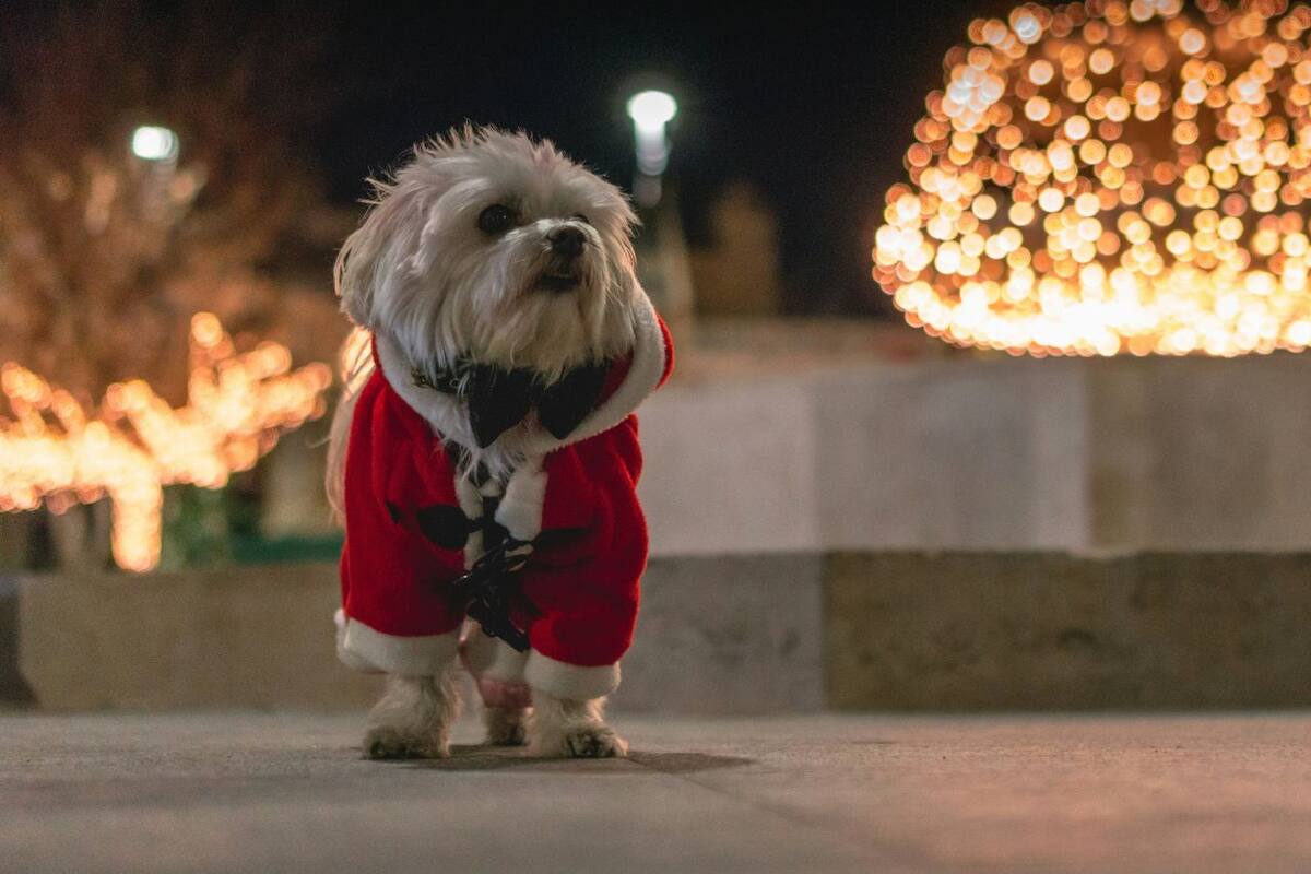 ¿Te gustaría que un perrito entregue tu carta a Santa Claus? Conoce a los lomitos del metro de la CDMX que serán sus ayudantes