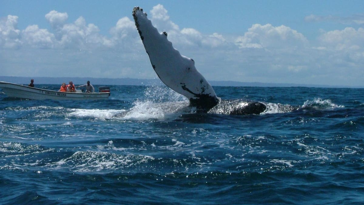 Científicos registran viaje histórico de ballenas jorobadas entre Australia y Brasil: recorrieron más de 14 mil kilómetros y cuestionan lo que se sabía de su migración