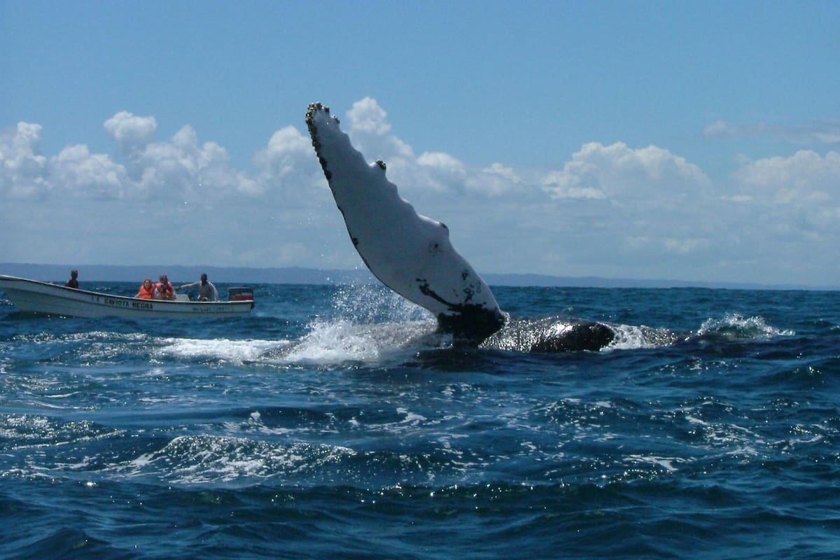 Científicos registran viaje histórico de ballenas jorobadas entre Australia y Brasil: recorrieron más de 14 mil kilómetros y cuestionan lo que se sabía de su migración