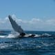 Científicos registran viaje histórico de ballenas jorobadas entre Australia y Brasil: recorrieron más de 14 mil kilómetros y cuestionan lo que se sabía de su migración