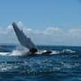 Científicos registran viaje histórico de ballenas jorobadas entre Australia y Brasil: recorrieron más de 14 mil kilómetros y cuestionan lo que se sabía de su migración