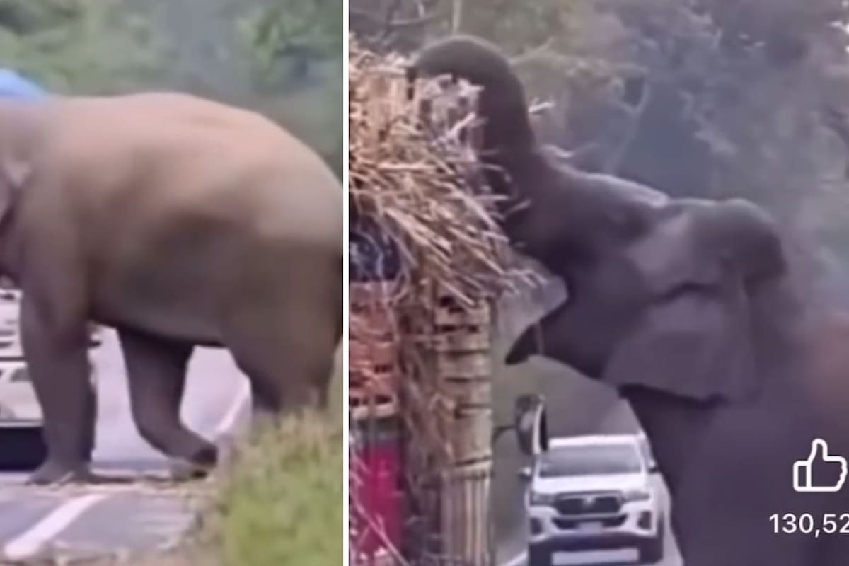 Elefante pide ‘mordida’ a camiones que pasan por la carretera