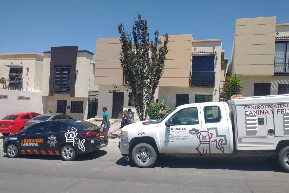 Atacan par de canes a adulto mayor y le cercenan la oreja