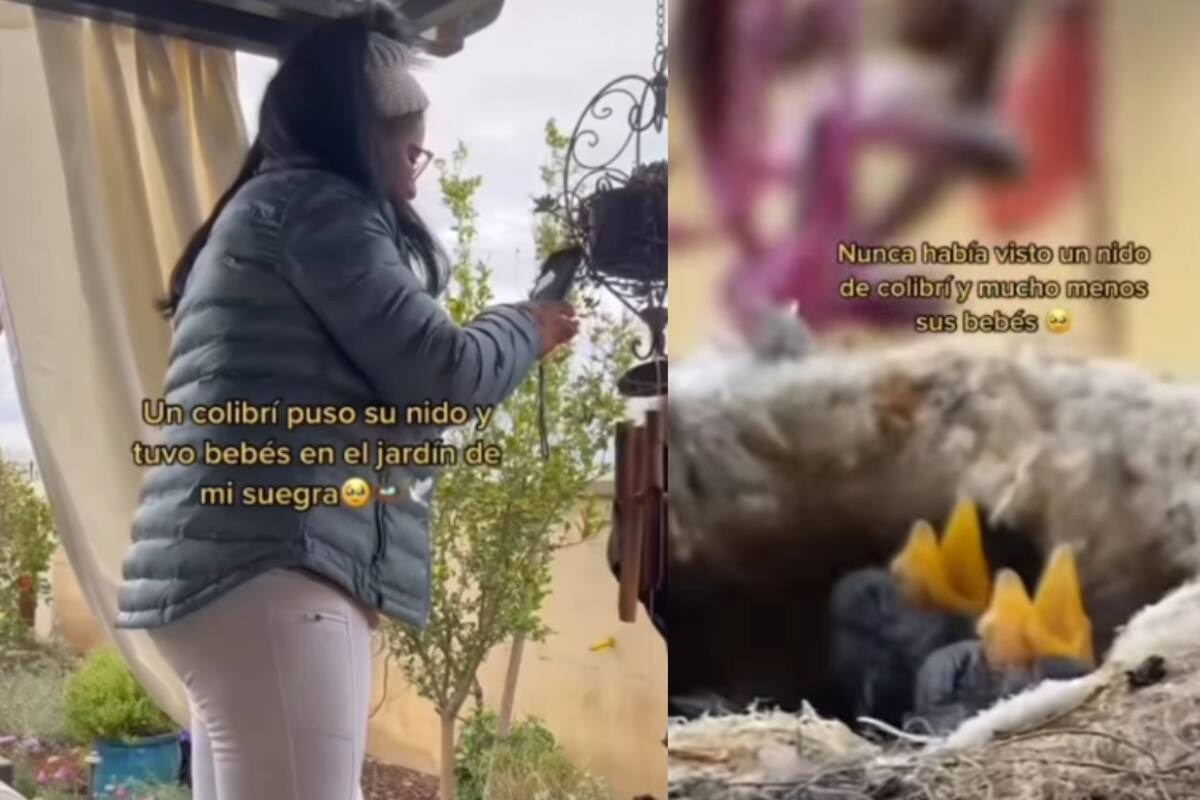 Joven graba cómo un colibrí pone su nido en casa de su suegra y causa ternura en redes sociales