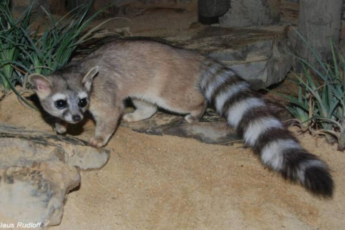 Cacomixtles se hacen presentes en toda la Ciudad de México