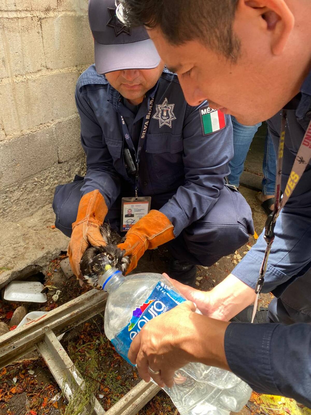Elementos de la policía dan agua a halcón deshidratado.