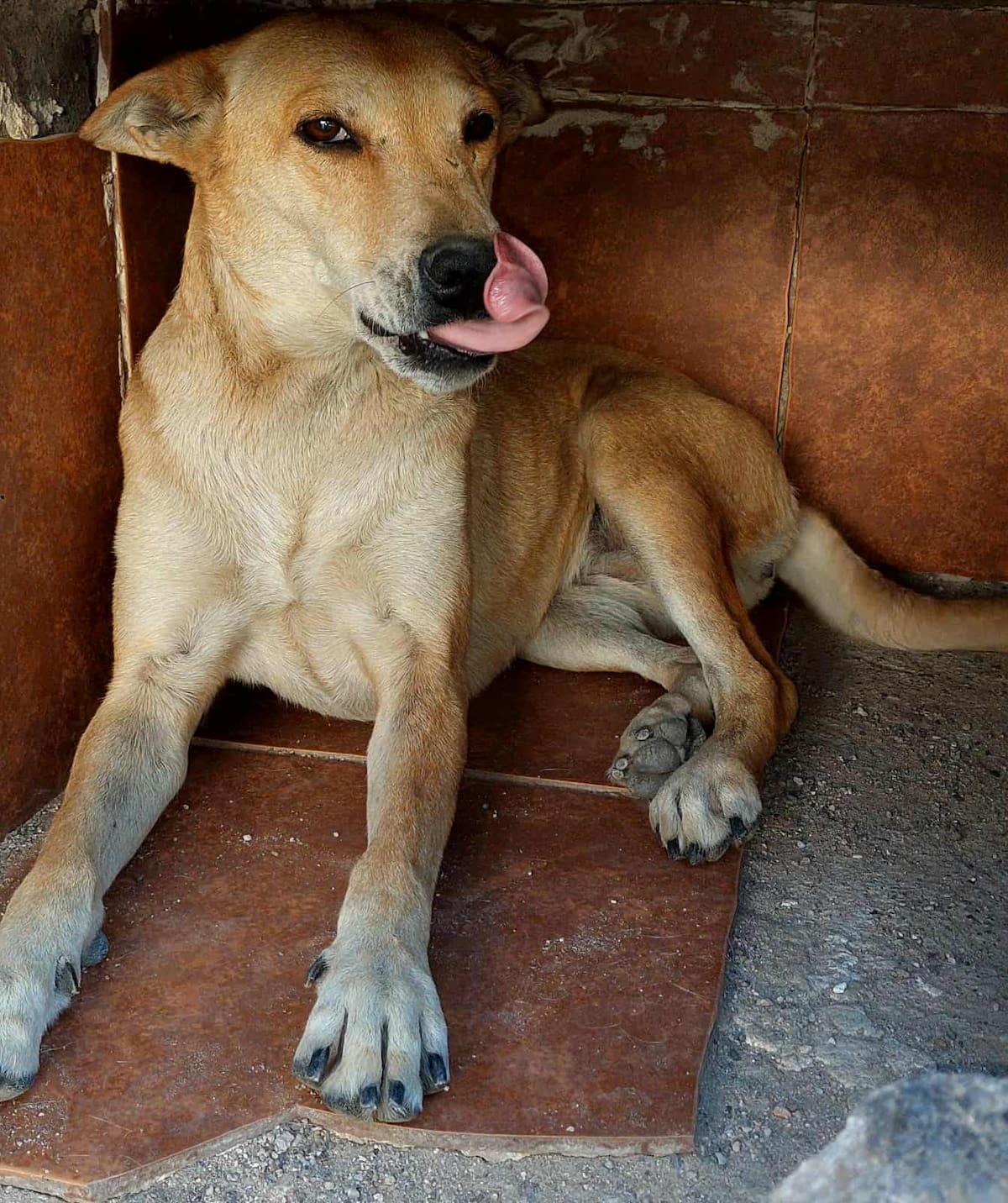 Hugo García pide ayuda para alimentar a más de 20 mascotas rescatadas