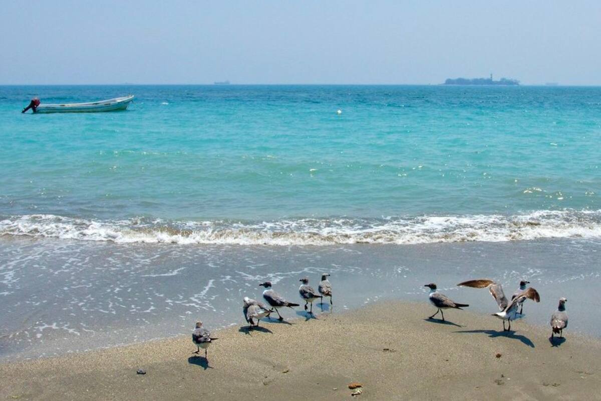 Por falta de turistas, playas de Veracruz se pintan de turquesa