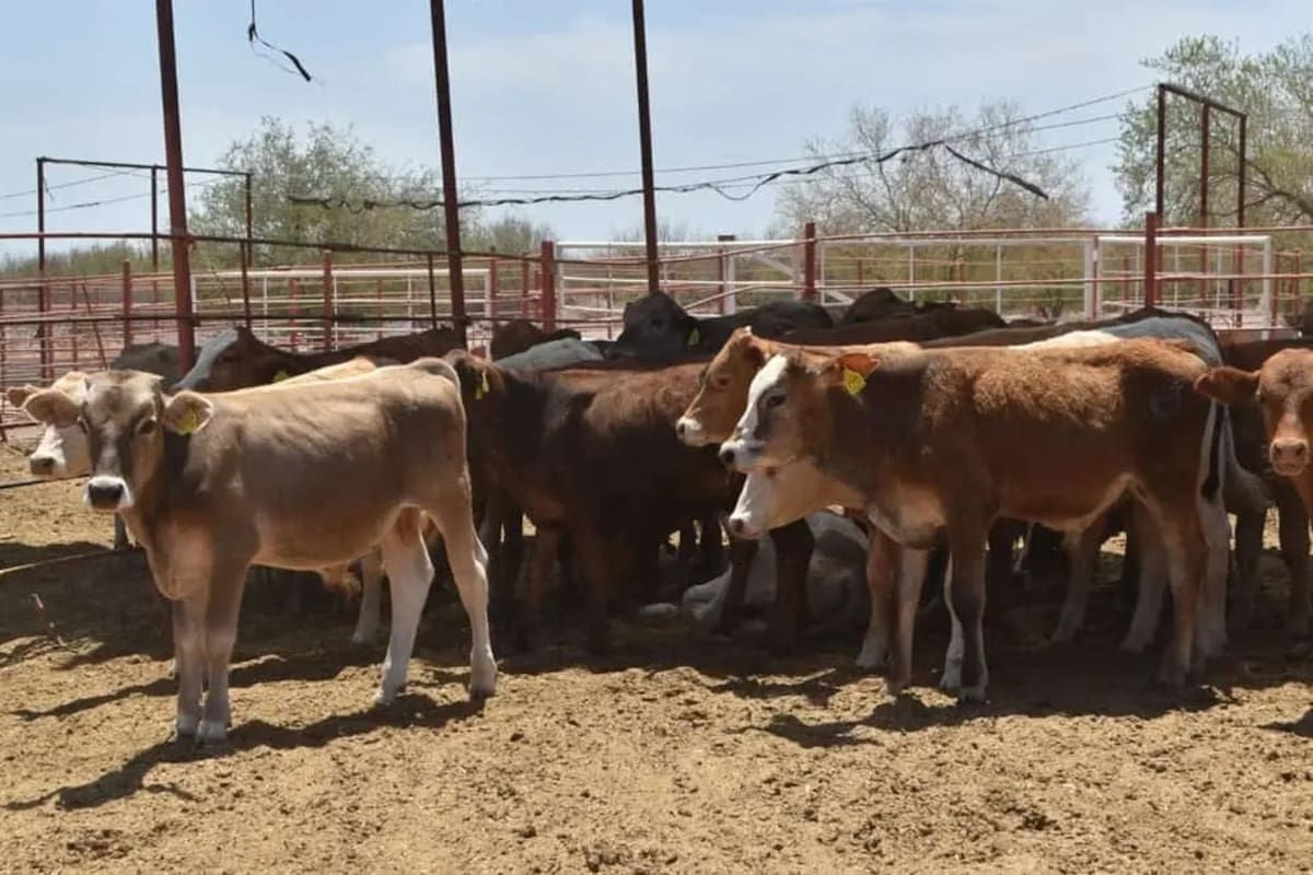 Abigeato registra hasta dos denuncias mensuales en el Valle del Yaqui