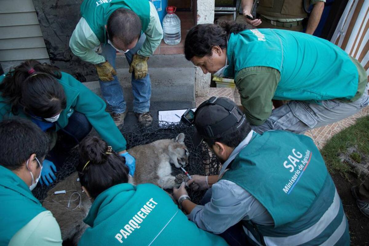 Un nuevo puma se pasea por Santiago de Chile desde el inicio del toque queda por COVID-19