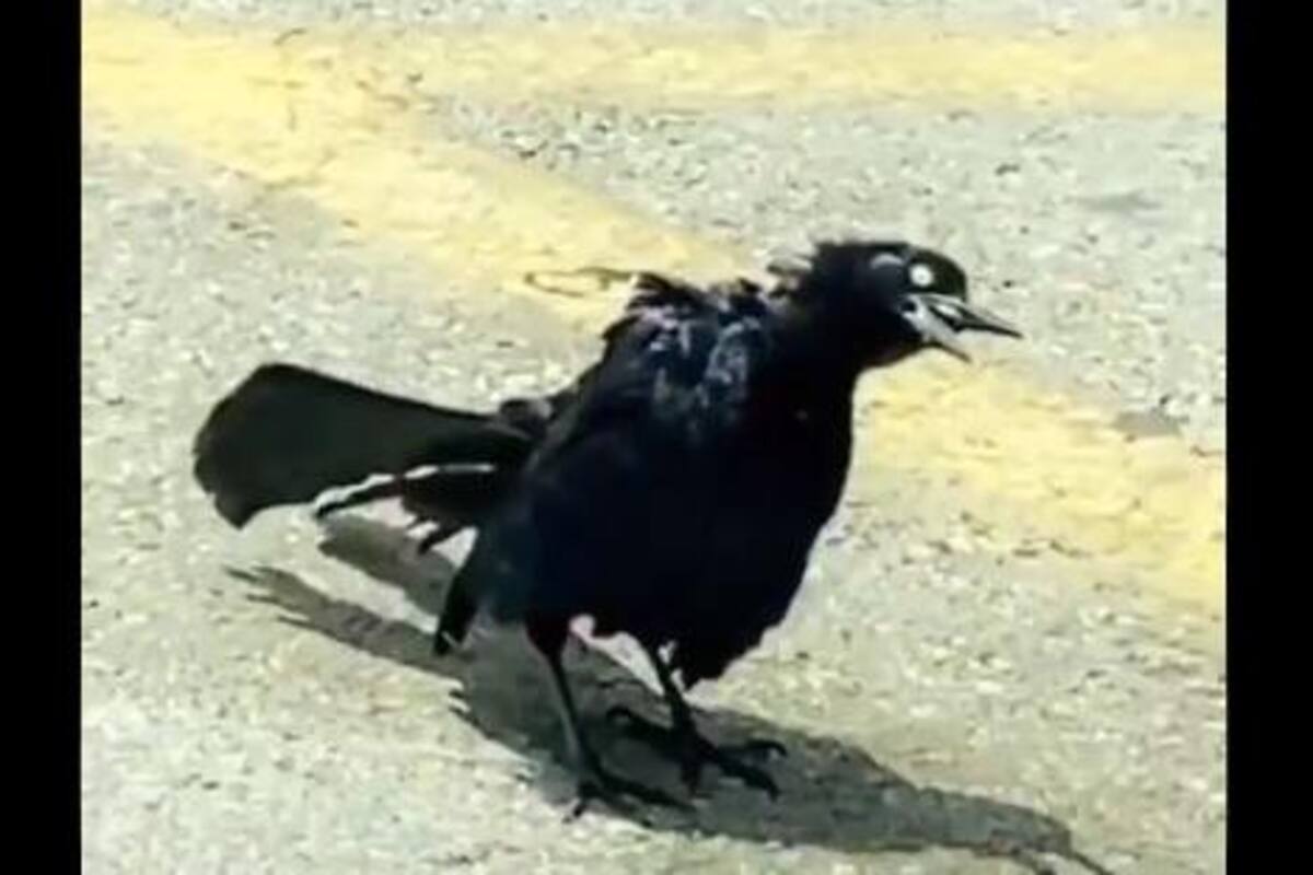VIDEO: Pájaro 'zombie' por las calles