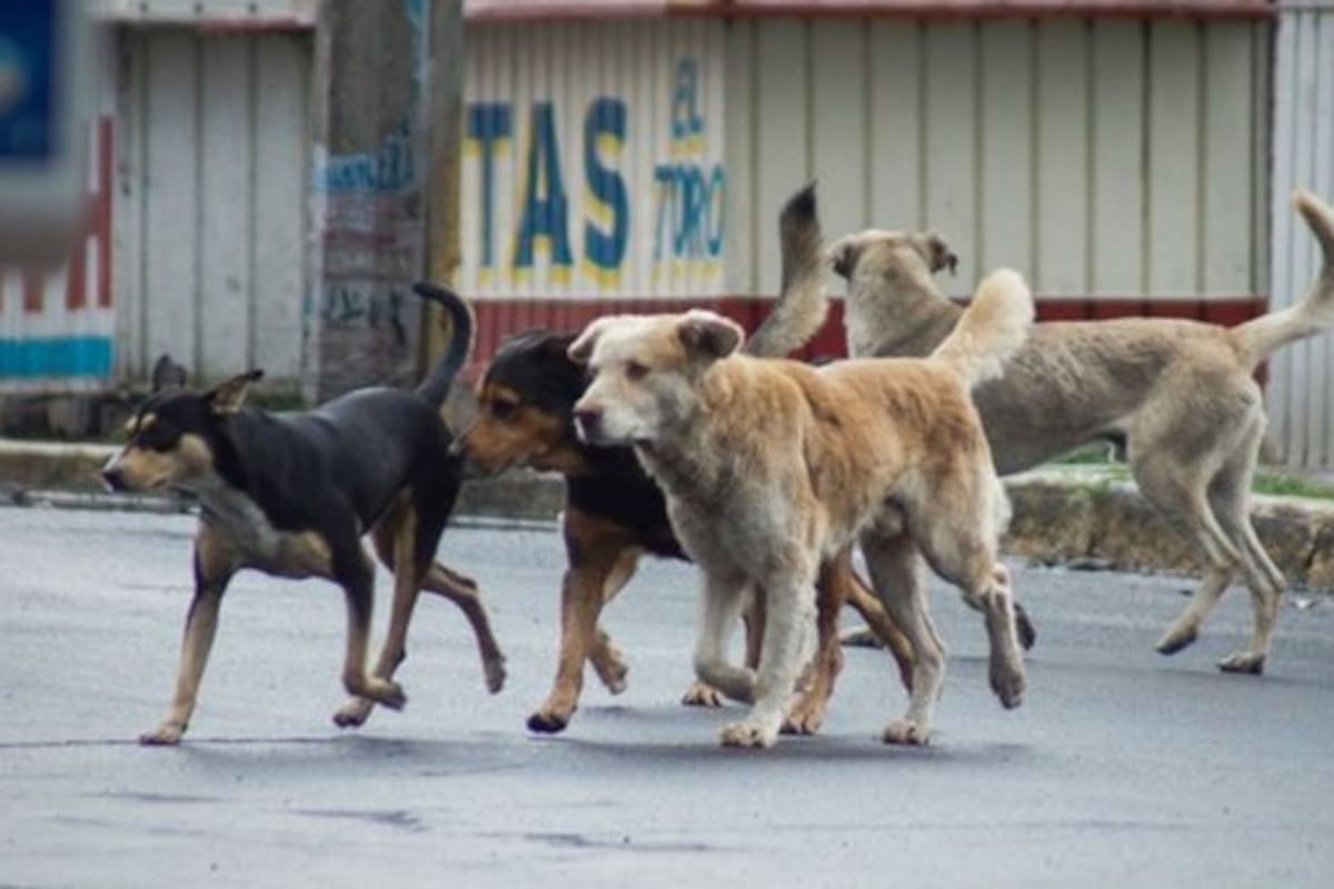 1 de cada 3 perros en México viven en situación de calle