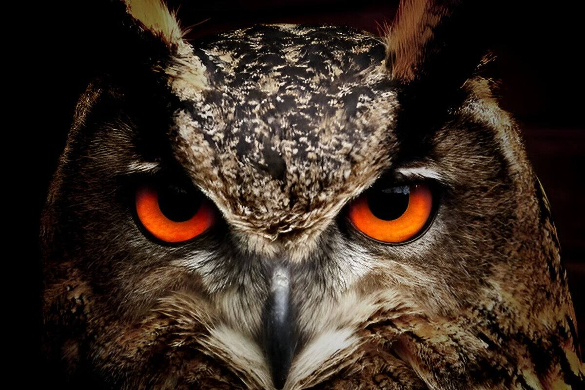 Nueva evidencia científica sugiere que los animales sí tienen conciencia