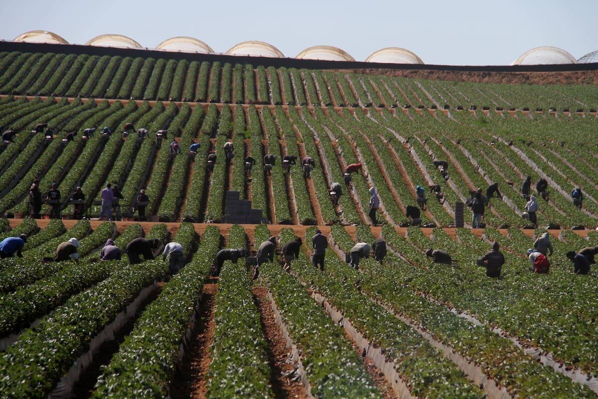 Exige el CABC proteger al sector agrícola