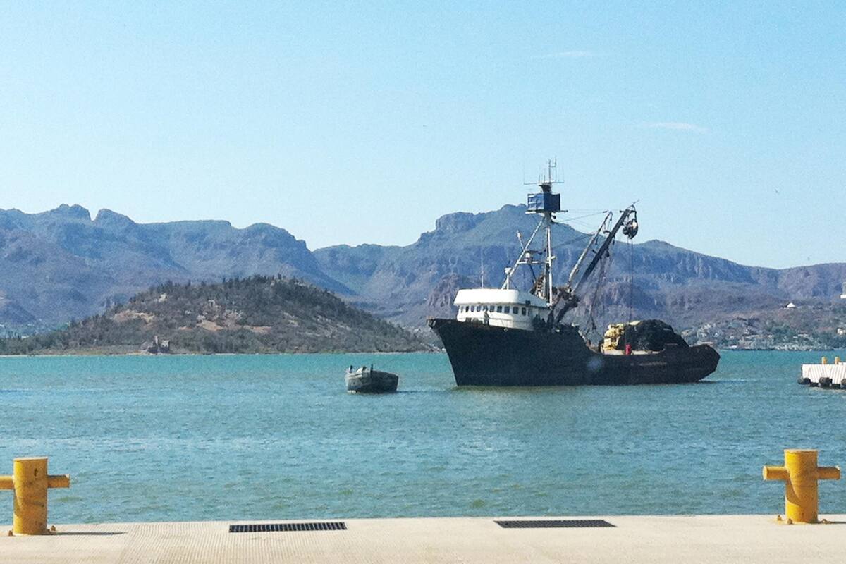 Pesca de sardina es de regular a buena