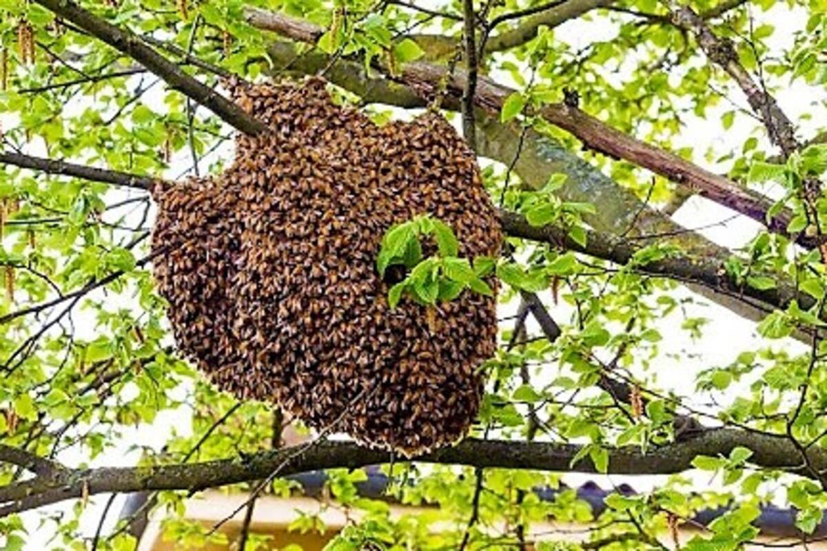 Comienza la temporada de reproducción de abejas en BC