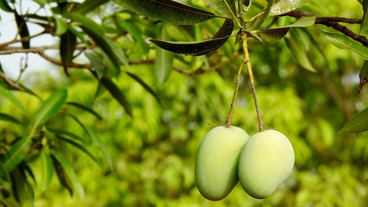 Aunque es común referirse a él como “árbol de mango”, el nombre correcto de esta especie frutal es Mangifera indica | Foto: Especial