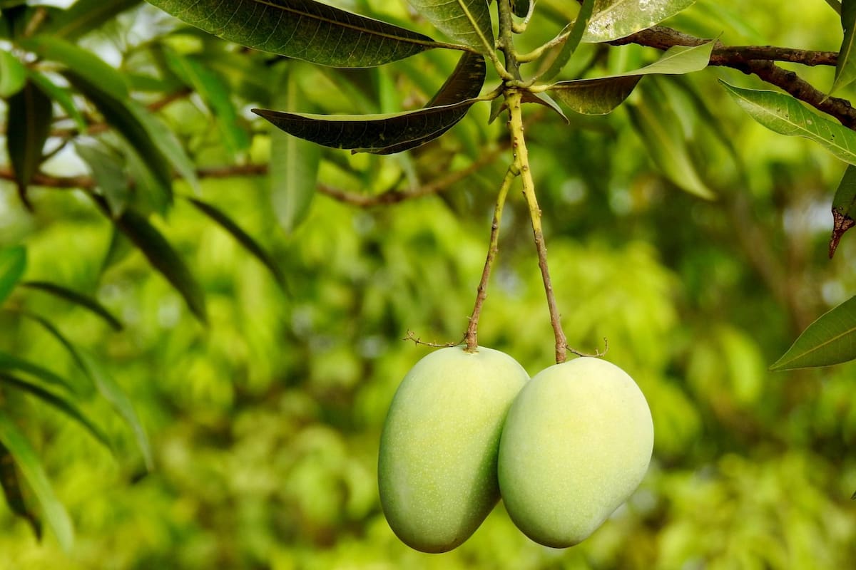 Así se llama el árbol del mango y no “manguero”, “manguera” ni “manglar”