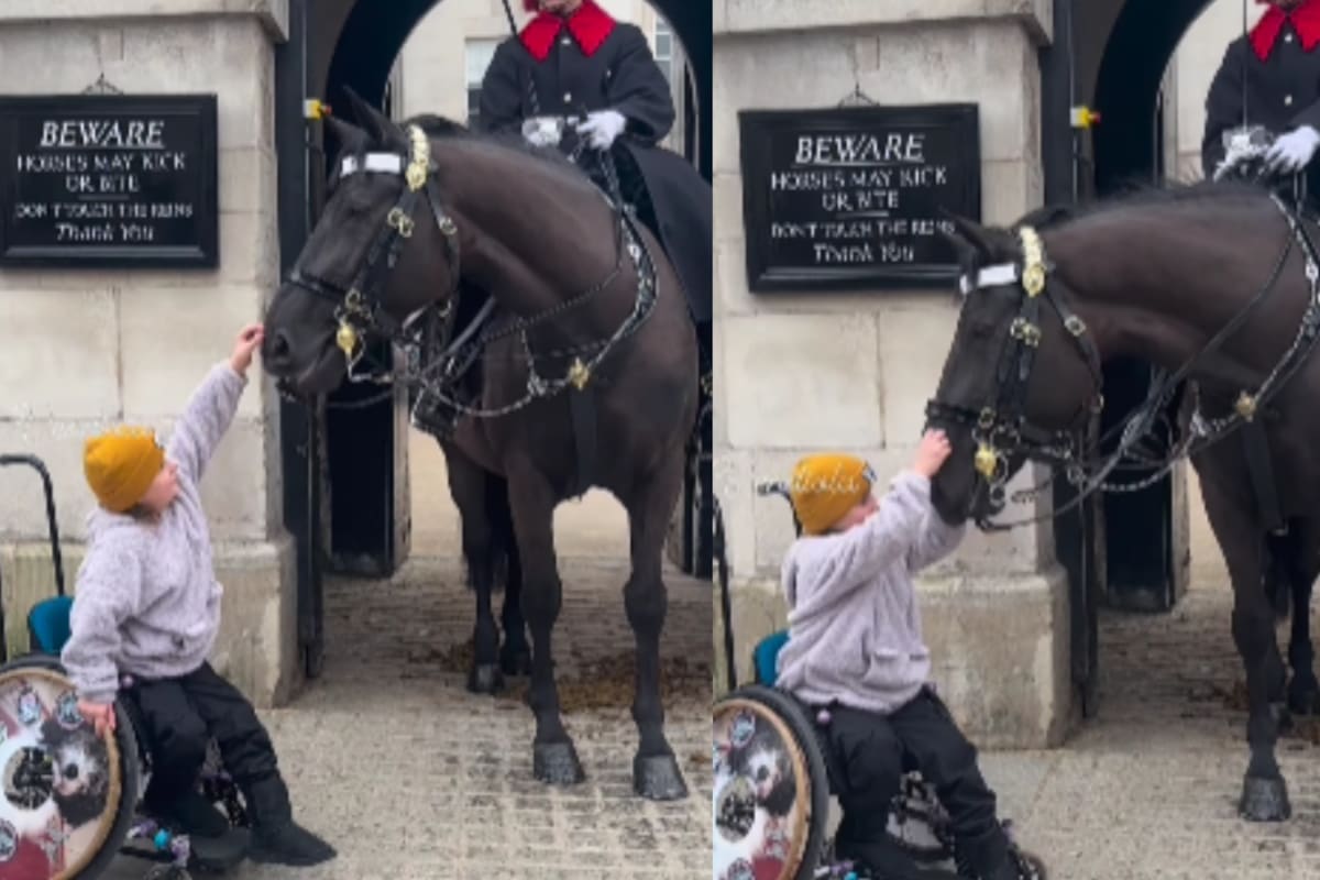 “Él sabe”: caballo de la guardia real conmueve al interactuar de manera especial con una persona en silla de ruedas