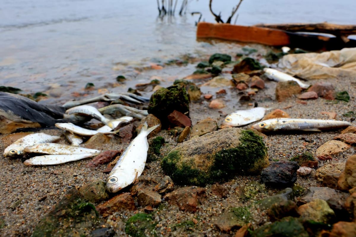 Peces en la Presa Abelardo L. Rodríguez no murieron por contaminación, confirma CONAGUA