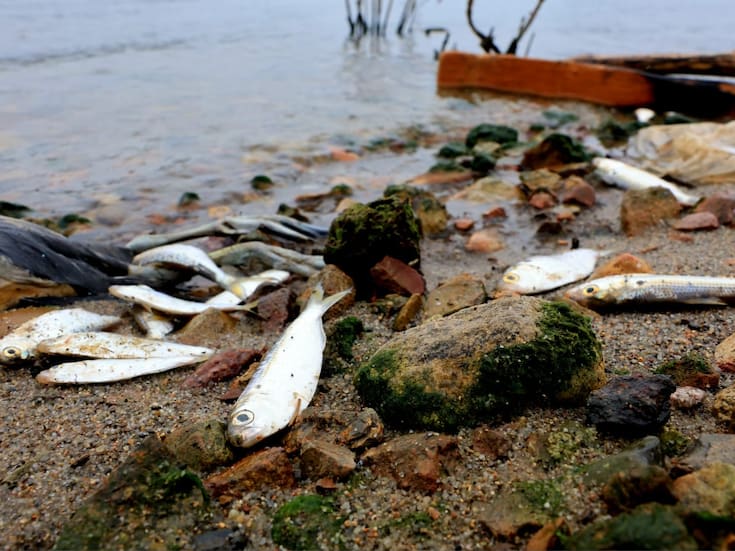 Causan vientos de Santa Ana muerte de peces