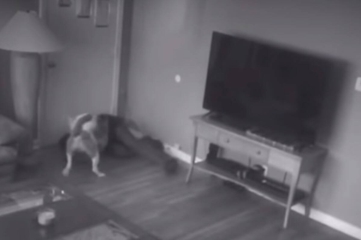 Perrito defiende a su dueña, enfrenta a un extraño que entró a la casa