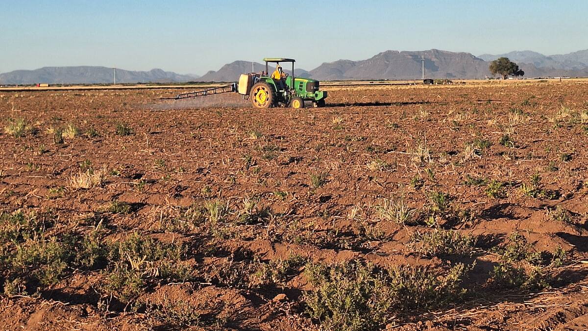 Agricultores del Sur de Sonora ven una crisis por sequía sin precedentes | Noticias de Sonora | El Imparcial