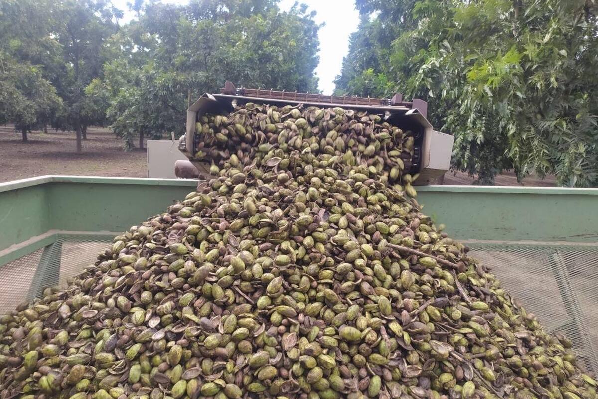Avanza cosecha de nuez en el Valle del Yaqui