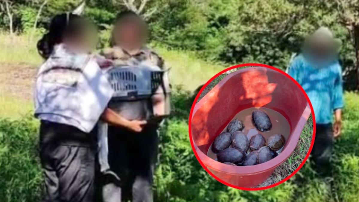 Liberan tortugas, boas y gavilanes en Morelos: Profepa devuelve 24 animales silvestres a su hábitat natural