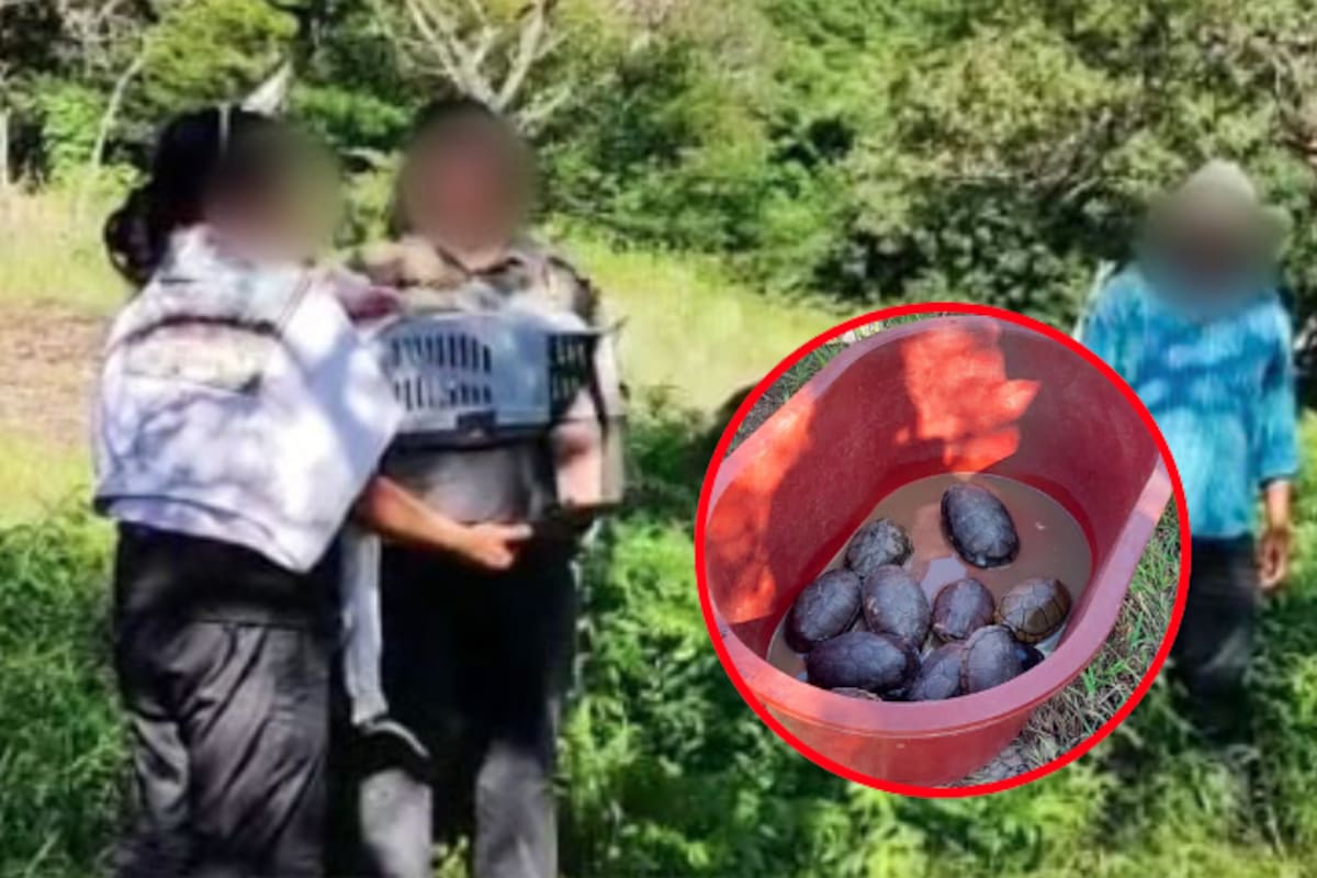 Liberan tortugas, boas y gavilanes en Morelos: Profepa devuelve 24 animales silvestres a su hábitat natural