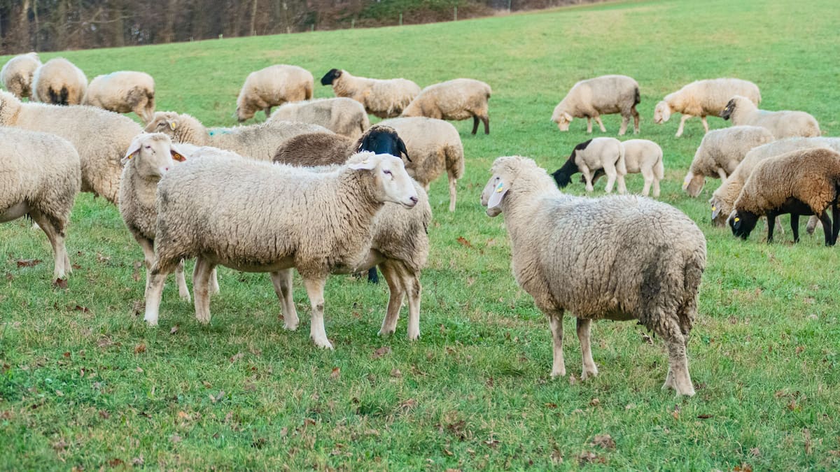 En 1869 llevaron 100 ovejas a una isla, crecieron hasta ser 5 mil y dañaron más de 2 mil hectáreas de vegetación hasta que una campaña retiró 1,762 animales y permitió recuperarla