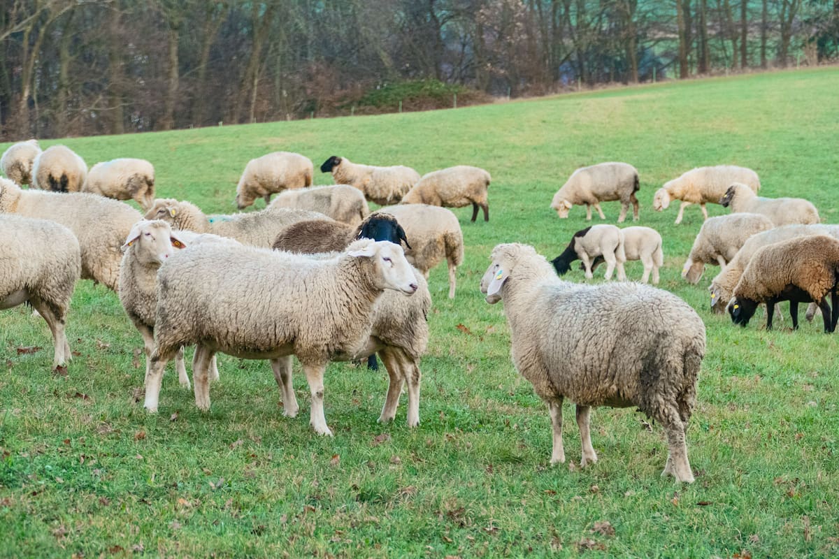 En 1869 llevaron 100 ovejas a una isla, crecieron hasta ser 5 mil y dañaron más de 2 mil hectáreas de vegetación hasta que una campaña retiró 1,762 animales y permitió recuperarla