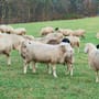 En 1869 llevaron 100 ovejas a una isla, crecieron hasta ser 5 mil y dañaron más de 2 mil hectáreas de vegetación hasta que una campaña retiró 1,762 animales y permitió recuperarla