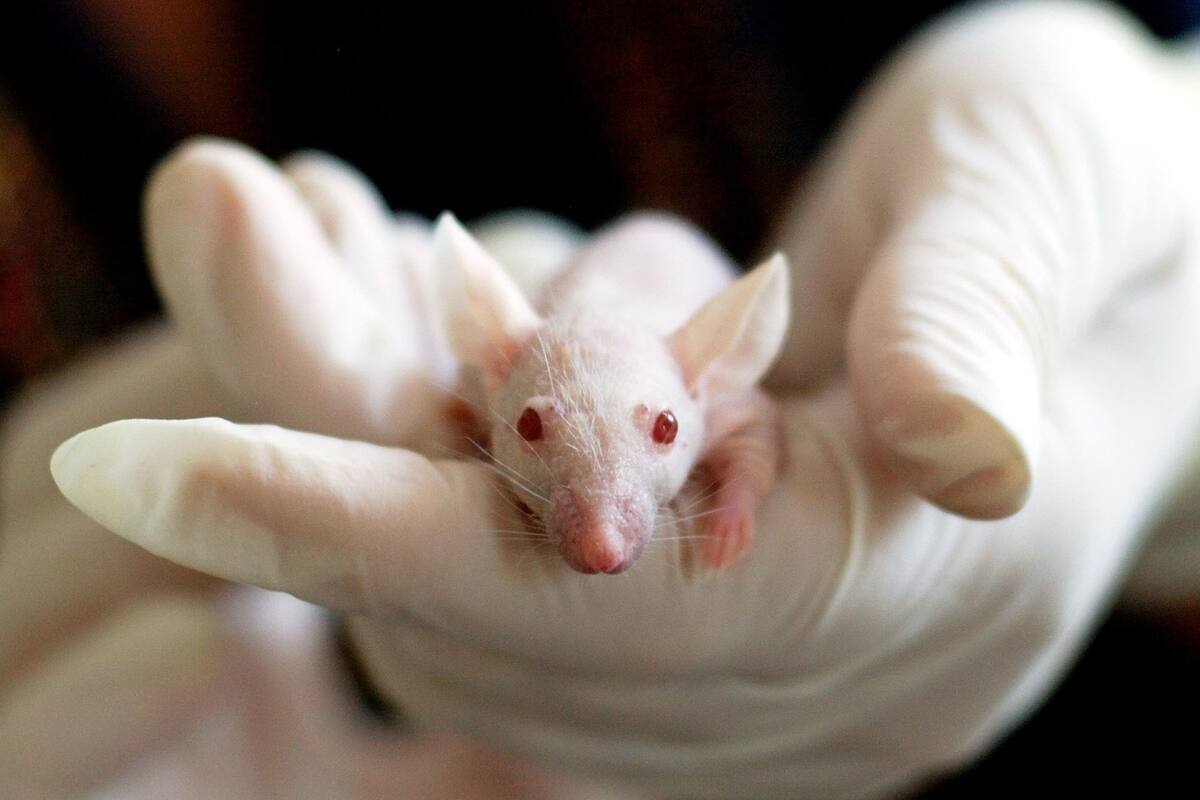 Implantan células humanas en ratones, influyen en su comportamiento