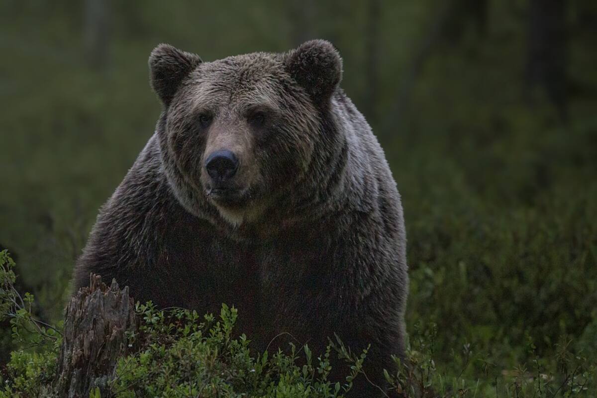 Oso entra a una base aérea