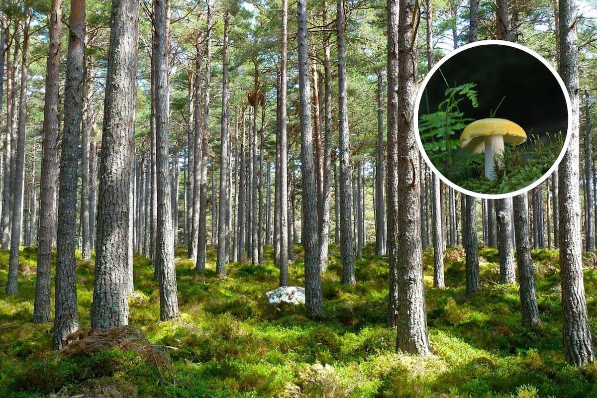 Medio ambiente:¿Sabías estos 7 datos curiosos?